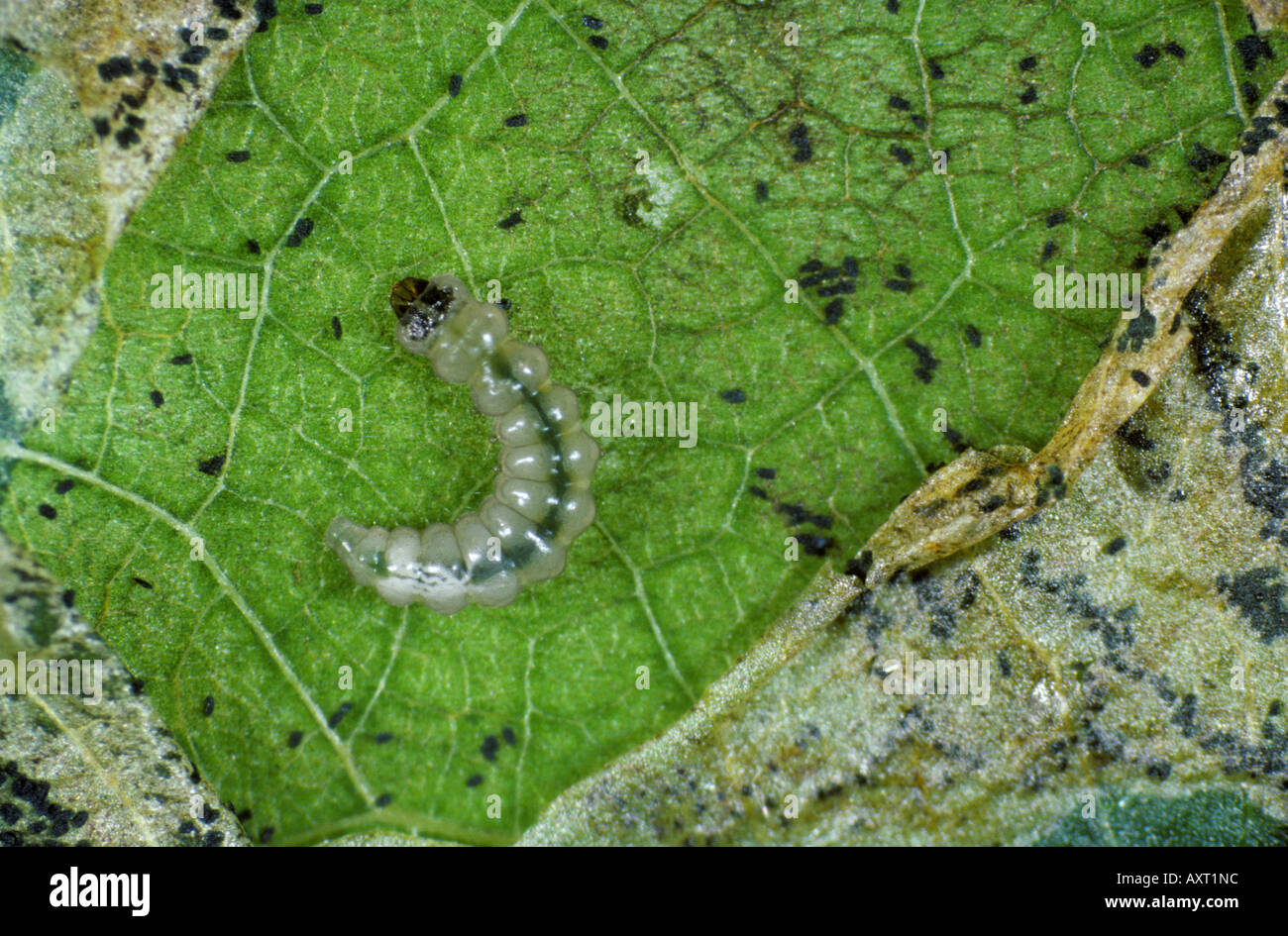 Apple leafminer (Leucoptera malifoliella) larvae exposed from feeding in an apple leaf mine Stock Photo