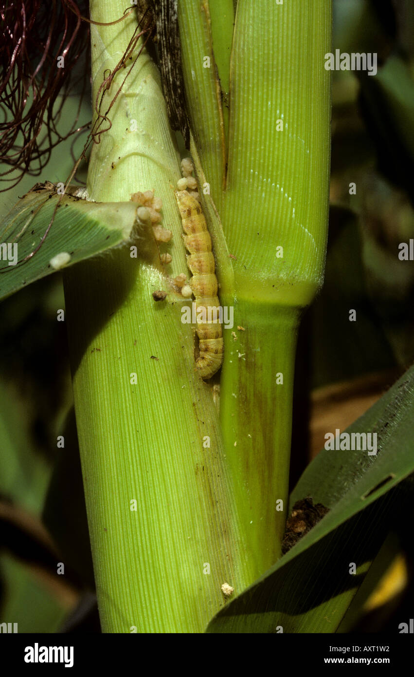 Corn earworm or cotton bollworm Helicoverpa armigera feeding on maize