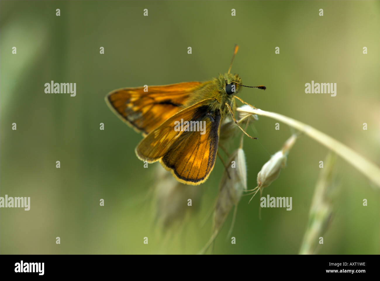 Large Skipper Butterfly Ochlodes venatus male resting on grass head Queendown Warren Kent Wildlife Trust UK Stock Photo