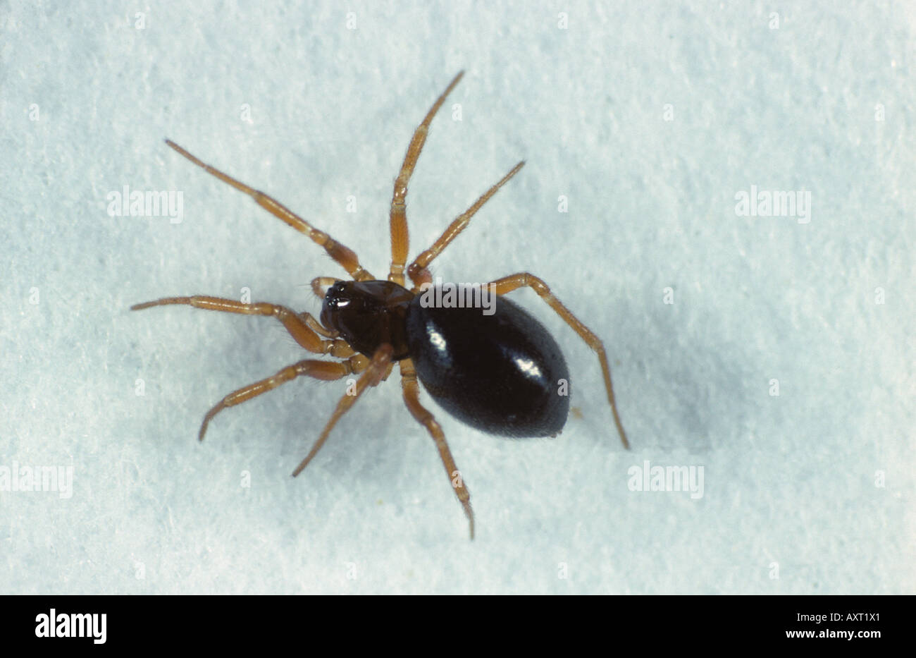 A linyphiid spider Oedothorax apicatus female money spider Stock Photo