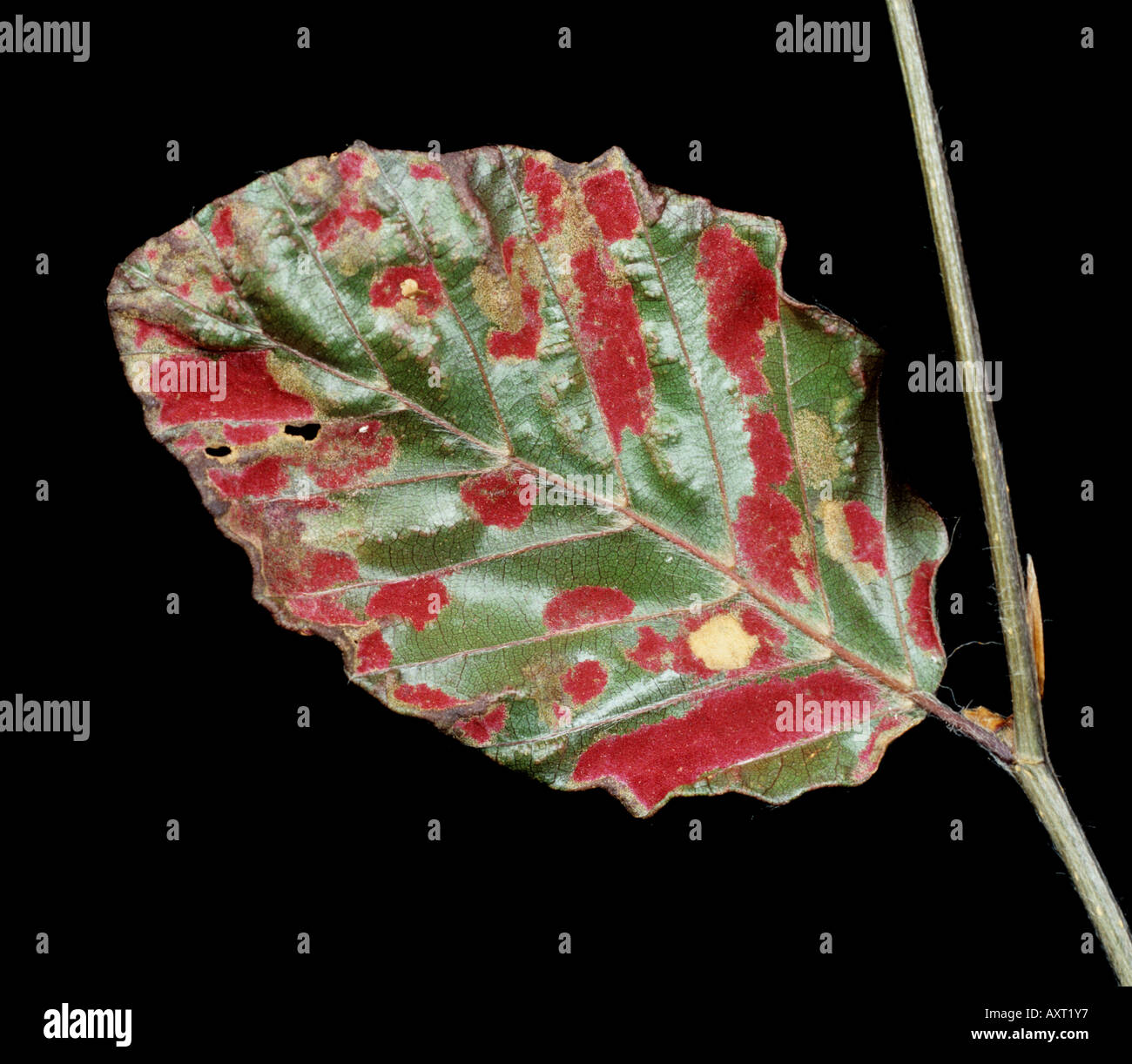 Beech erineum gall mite Eriophes nervisequus fagineus red galls on a beech leaf Stock Photo