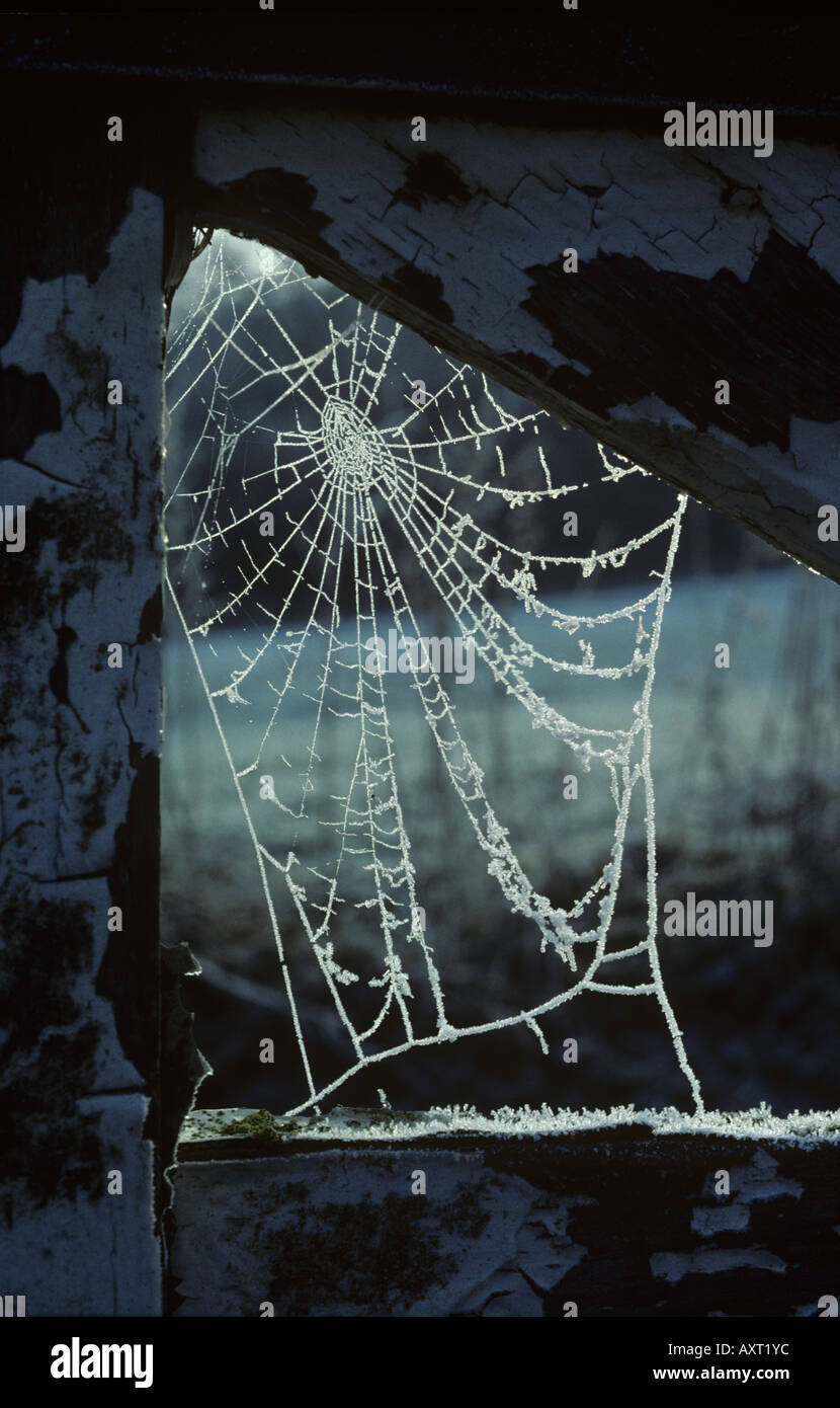 Early morning frost on spiders web in the joint of a wooden gate Stock Photo