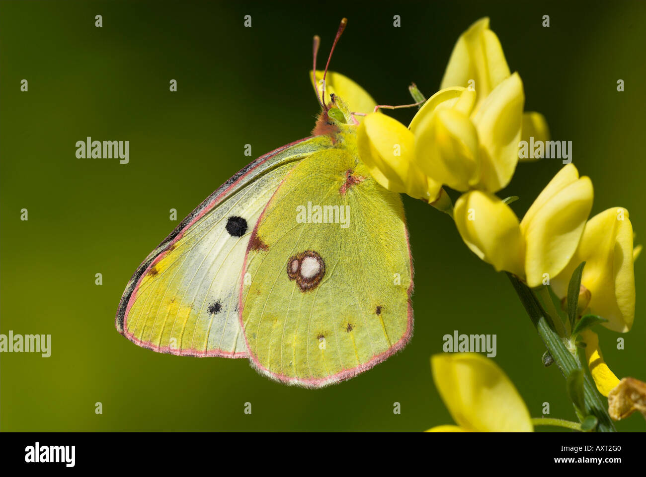 Clouded Yellow butterfly Colias croceus male resting on broom yellow ...