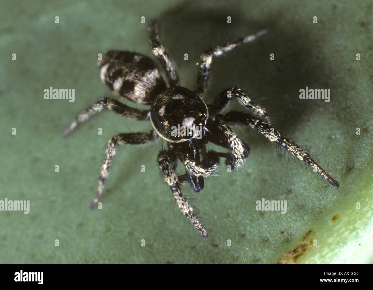 Male zebra jumping spider Salticus scenicus Stock Photo Alamy