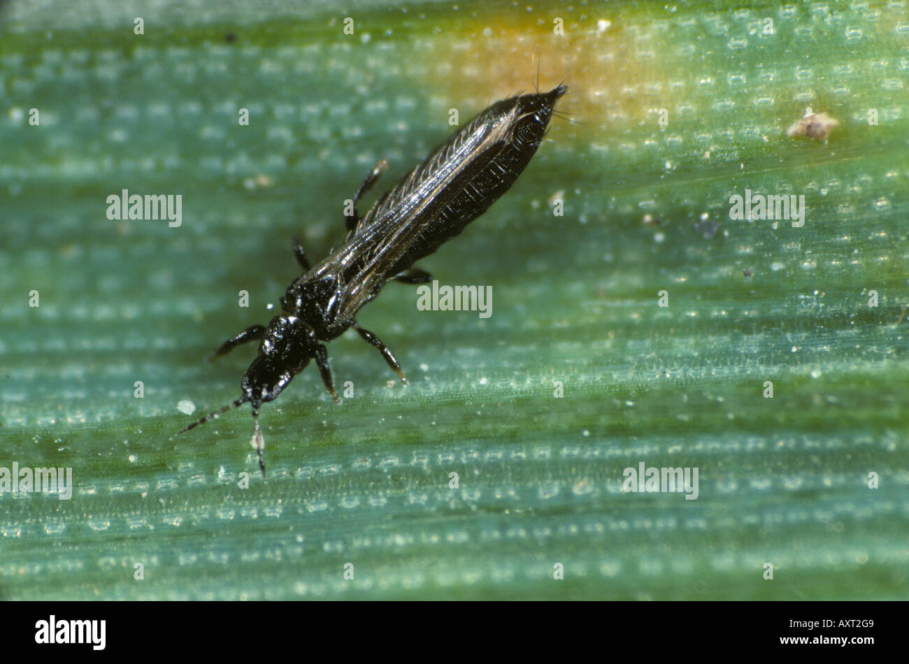 Thunderfly hi res stock photography and images Alamy