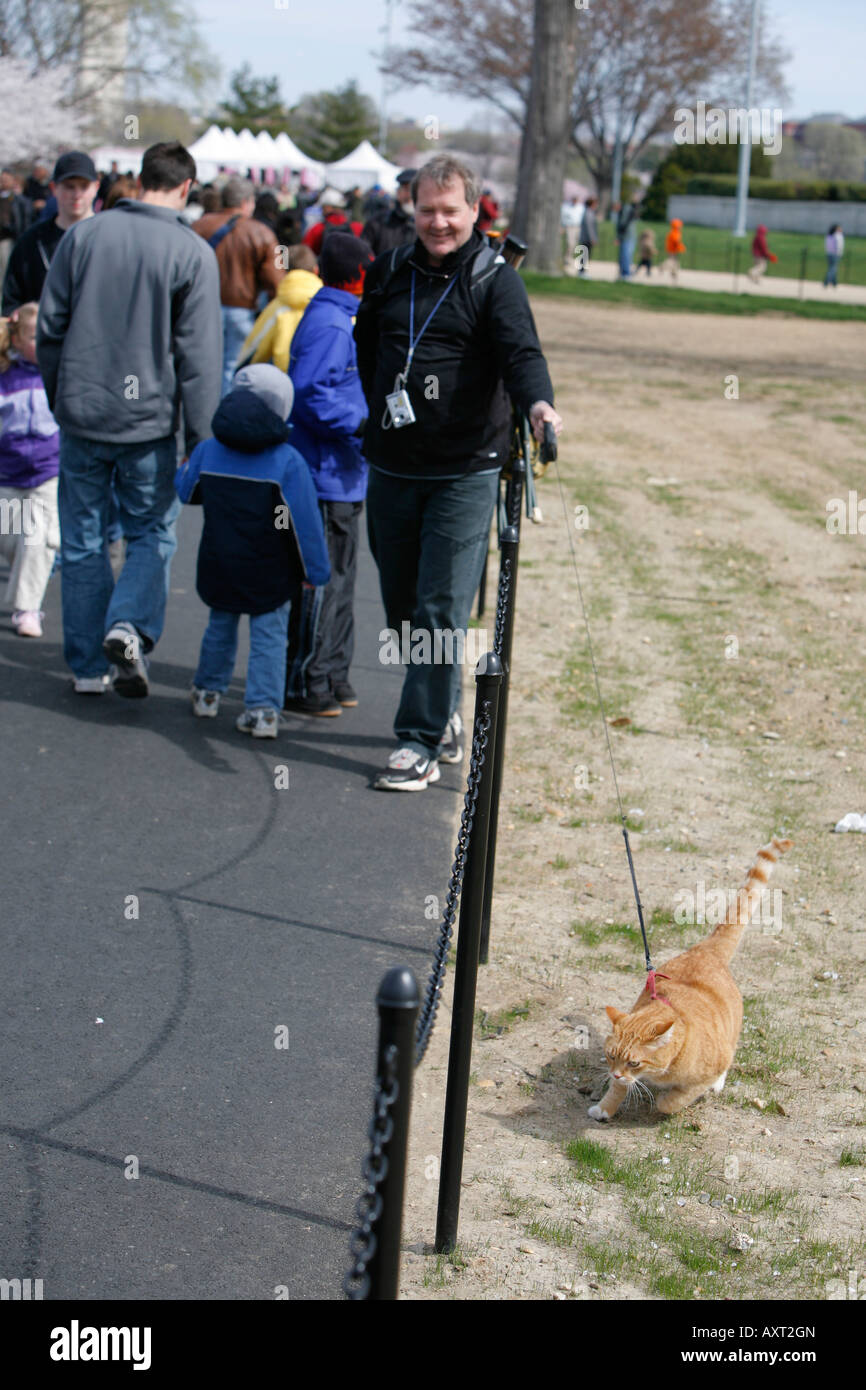 Man walking a cat on a leash, outside, Washington DC, USA Stock Photo