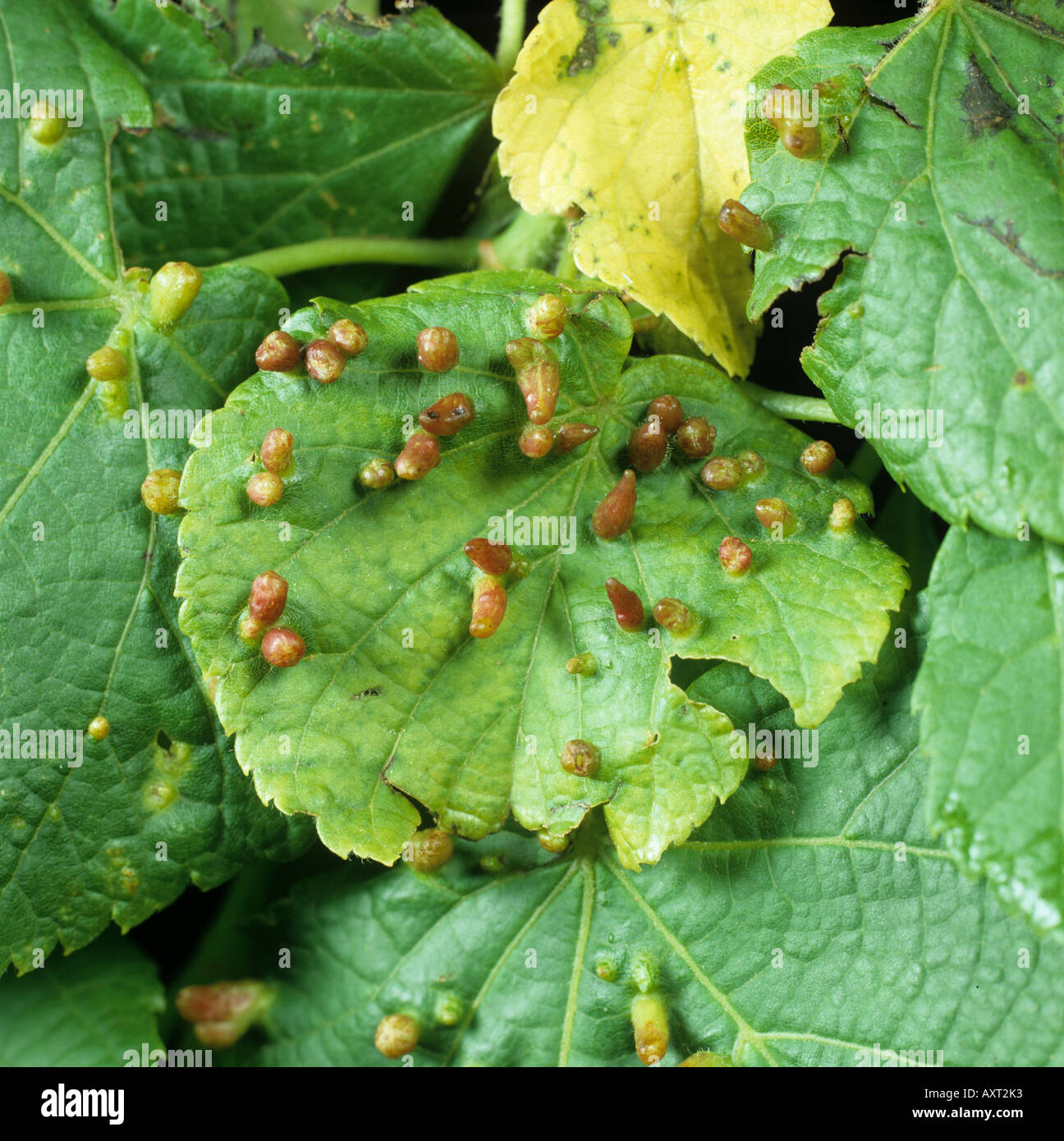 Lime nail gall mite Eriophyes tiliae galls on lime Tilia platyphyllos leaf Stock Photo