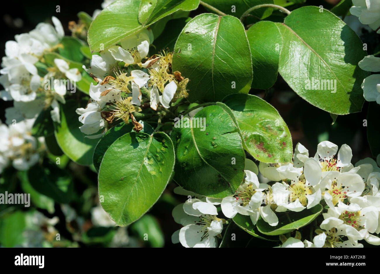 Pear leaf blister mite Eriophyes pyri damage to young pear leaves Stock Photo