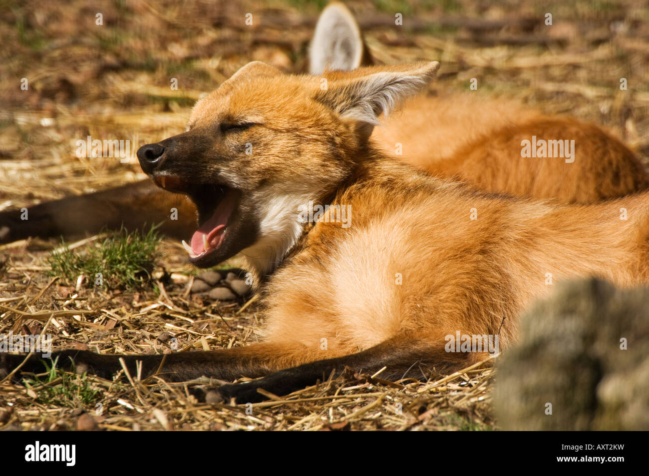Liegender M hnenwolf Chrysocyon brachyurus Lying maned wolf Chrysocyon brachyurus Stock Photo
