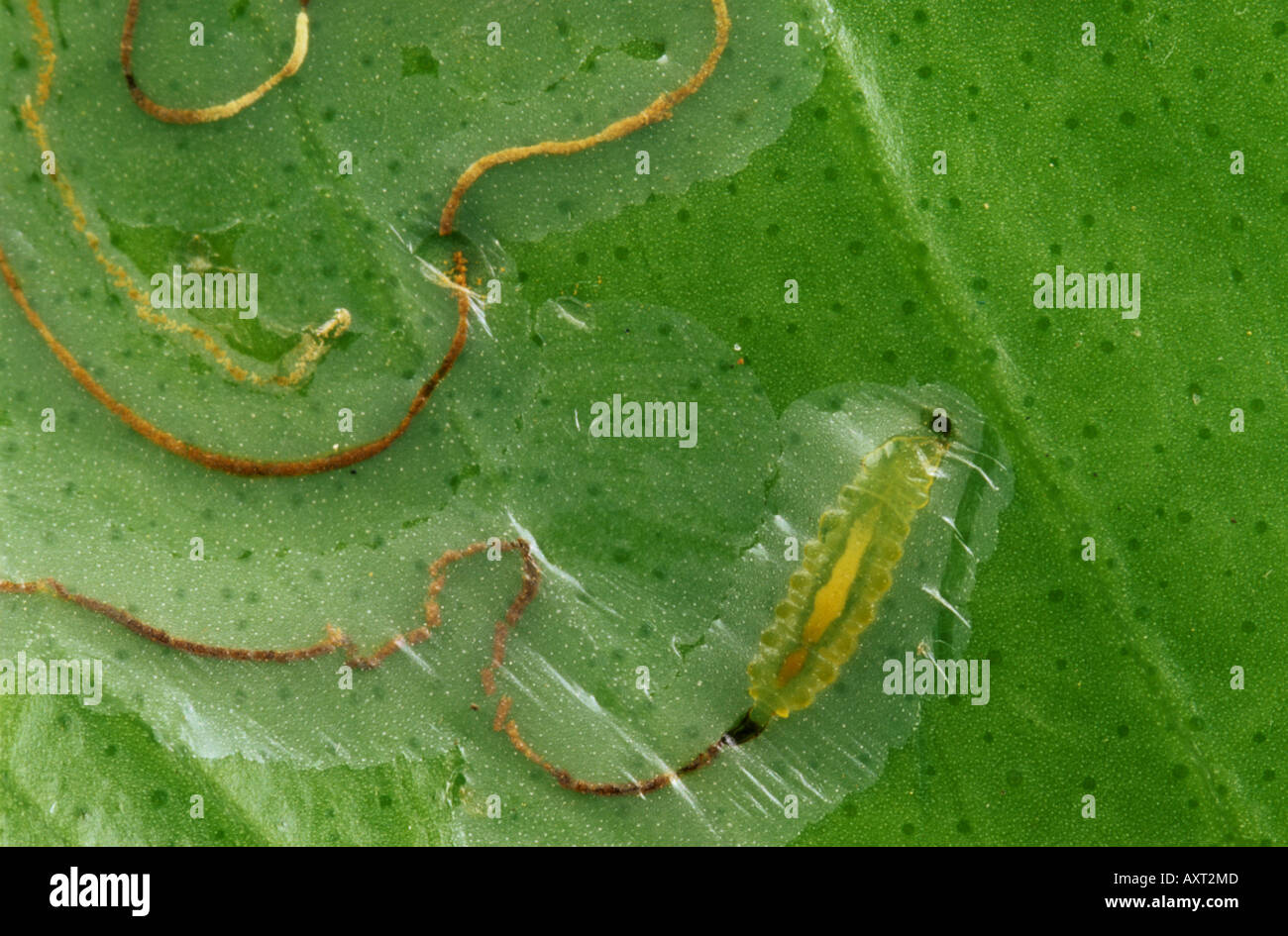 Citrus leafminer Phyllocnistis citrella larva in leaf mine in lemon leaf Stock Photo