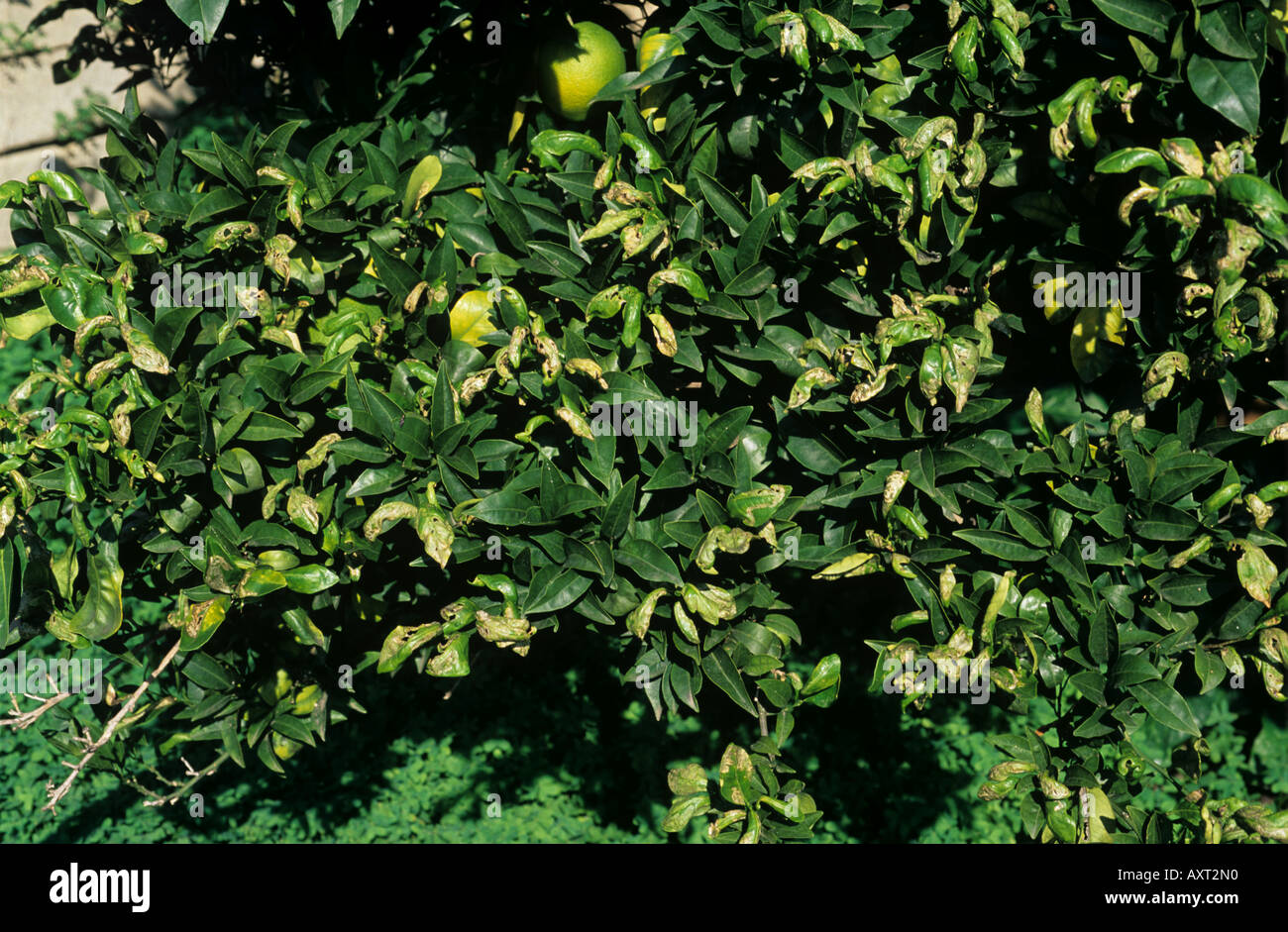 Severe damage to lemon foliage caused by citrus leafminer Phyllocnistis citrella Stock Photo