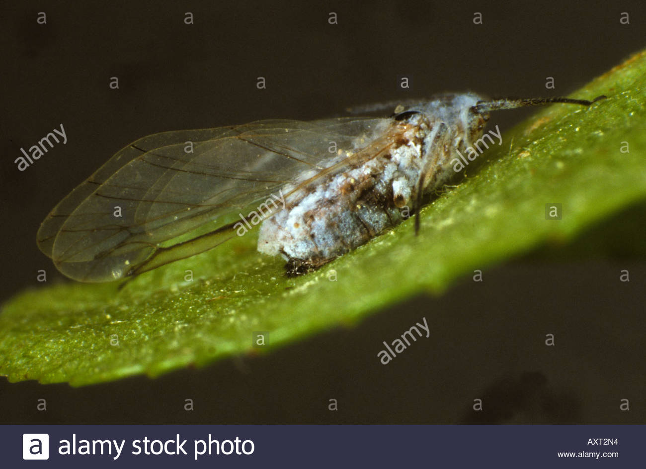 Lecanicillium Lecanii Stock Photos & Lecanicillium Lecanii Stock Images ...