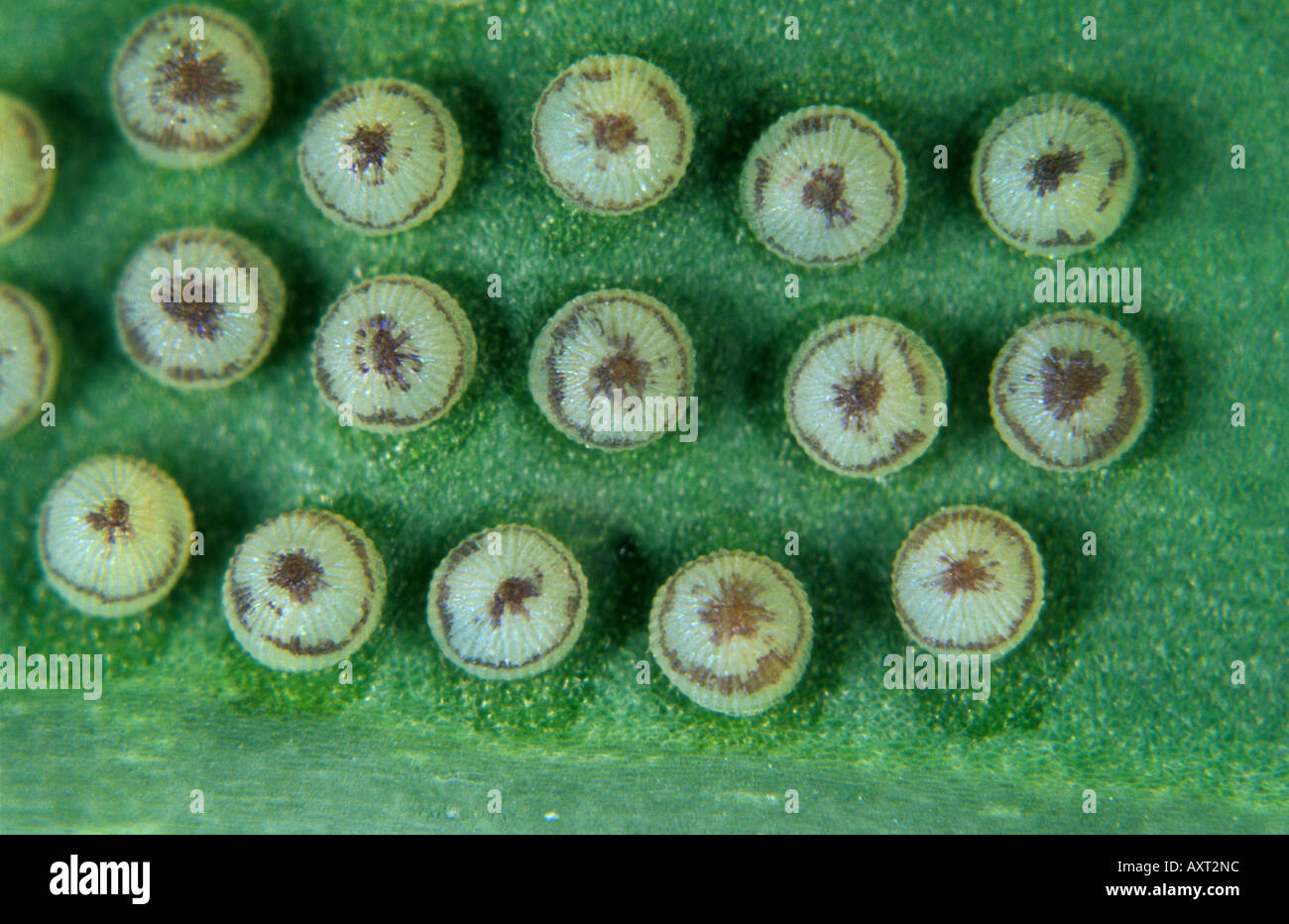 Cabbage moth mamestra brassicae eggs hires stock photography and