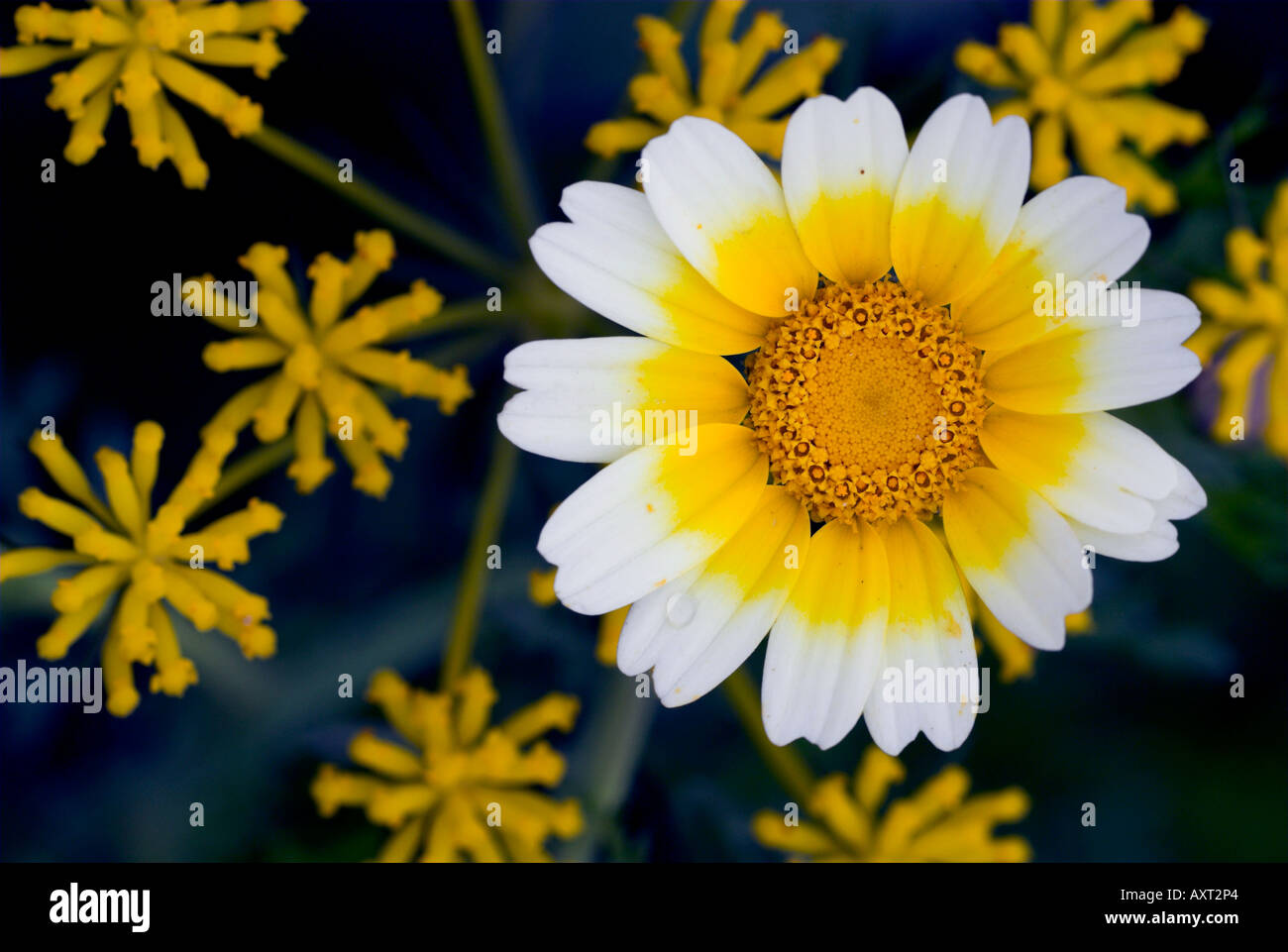 Close up of white and yellow daisy and other yellow flowers Andalusia Stock Photo