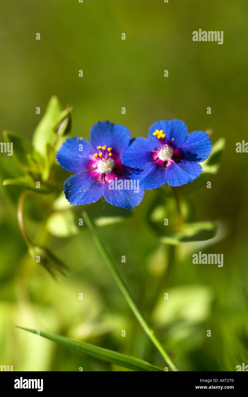 Blue Pimpernel flowers Anagallis foemina Andalusia Stock Photo - Alamy