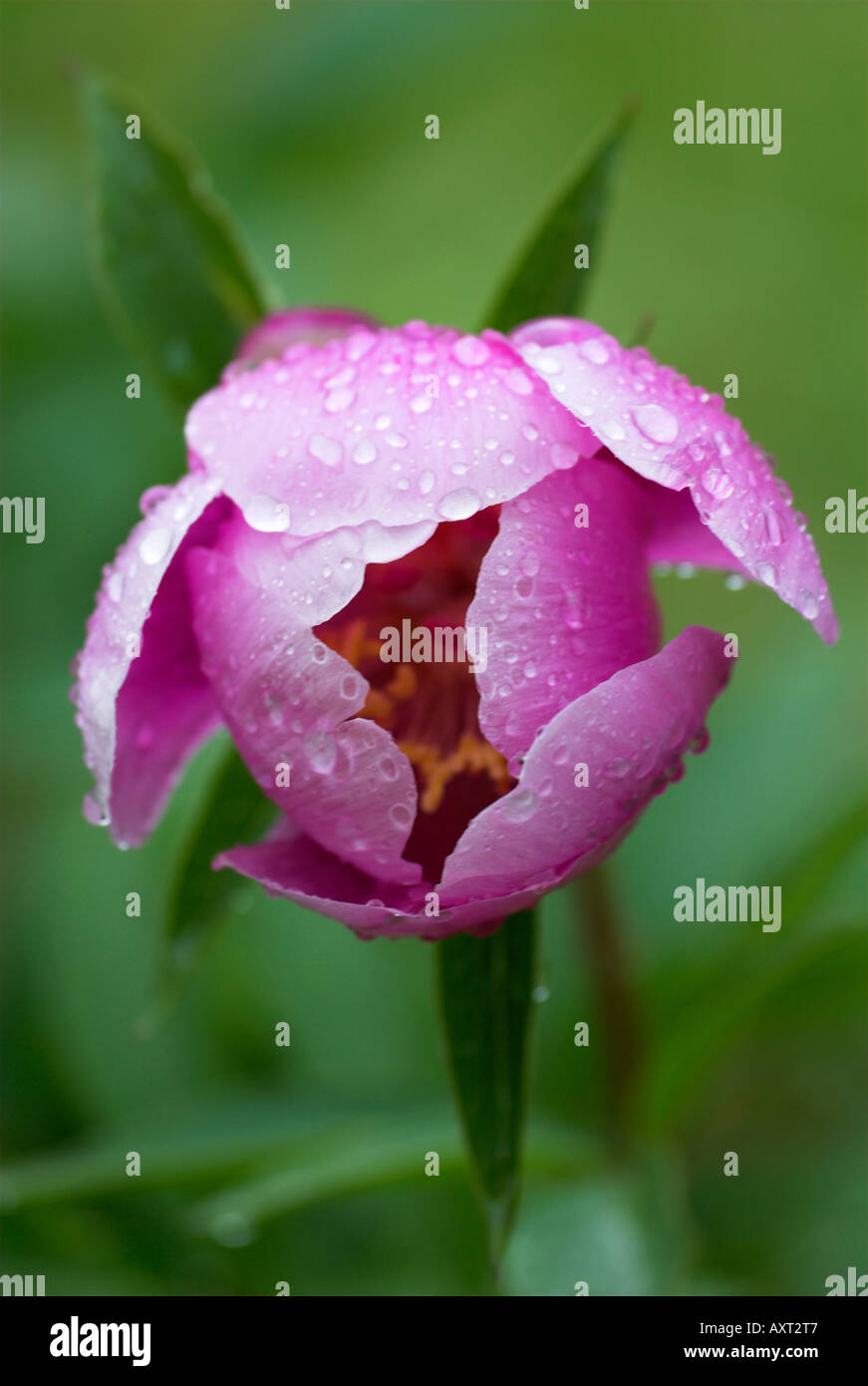 Pink Peony Flower with rain water droplets Andalusia Stock Photo