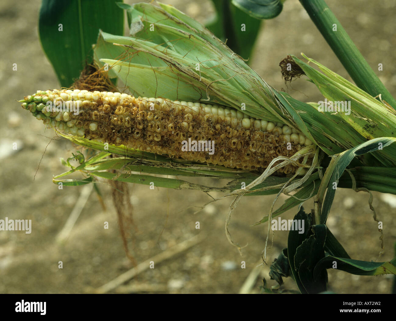 Bird corn cob hires stock photography and images Alamy