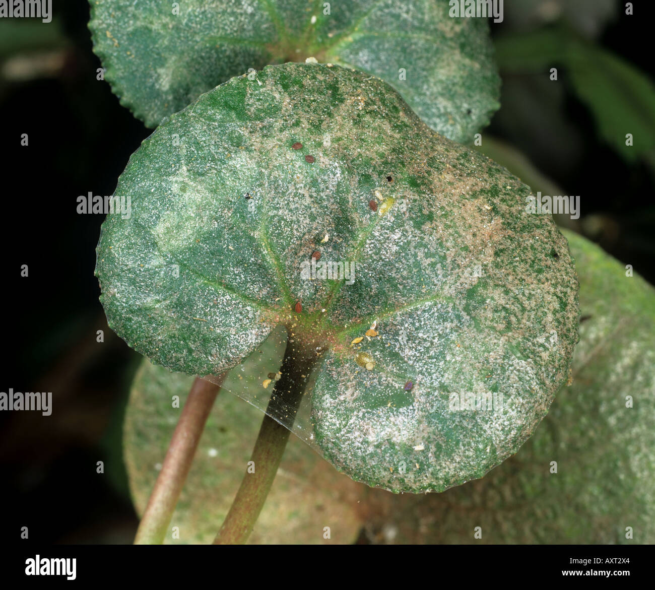 Two spotted spider mite Tetranychus urticae damage to cyclamen Stock Photo