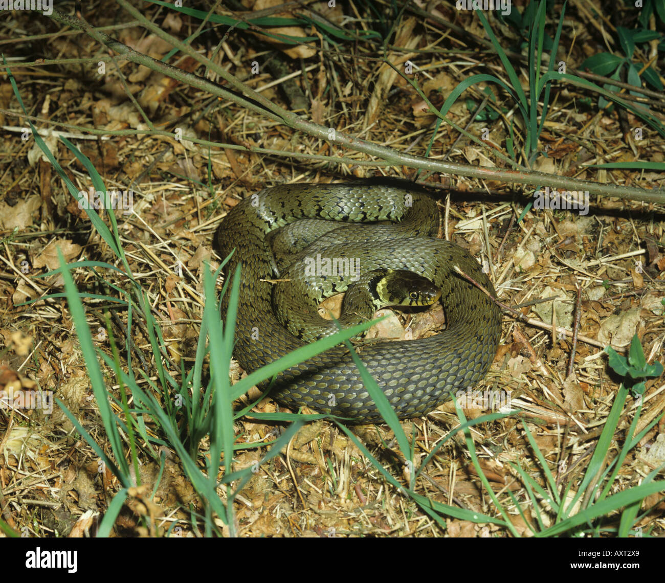 Adult grass snake Natrix natrix natrix curled up in typical habitat Stock Photo