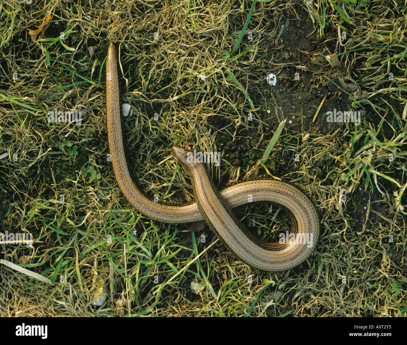 Slowworm Anguis fragilis large adult on grass Stock Photo