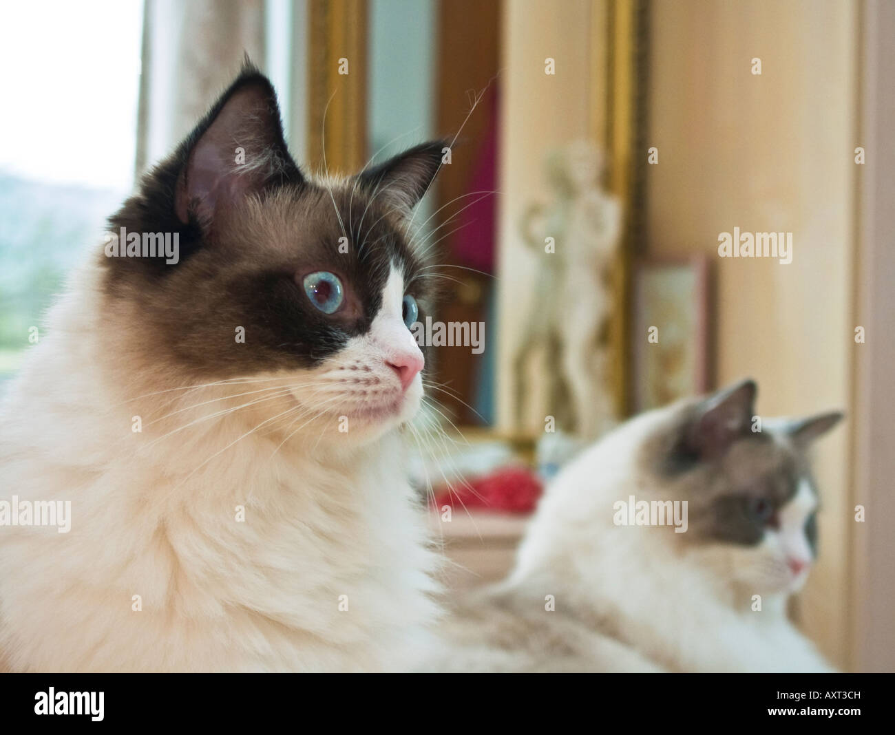 watching and waiting two young Ragdoll pedigree cats Stock Photo