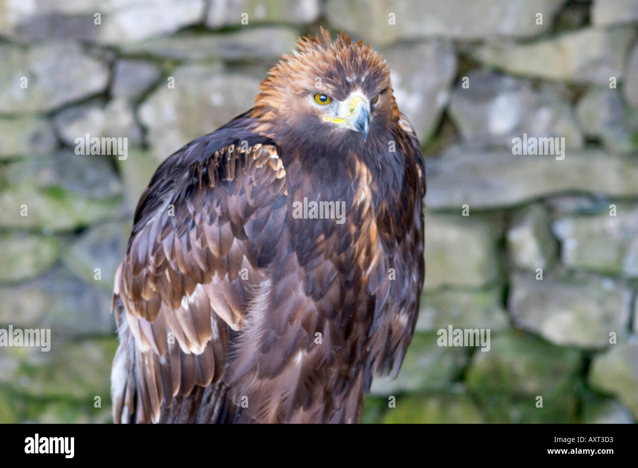 Golden Eagle Aquila Chrysaetos Falconry Centre Yorkshire