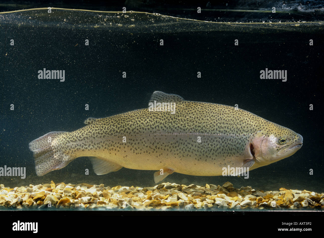 Large 2 kilogram breeding female rainbow trout Oncorhynchus mykiss in a tank Stock Photo