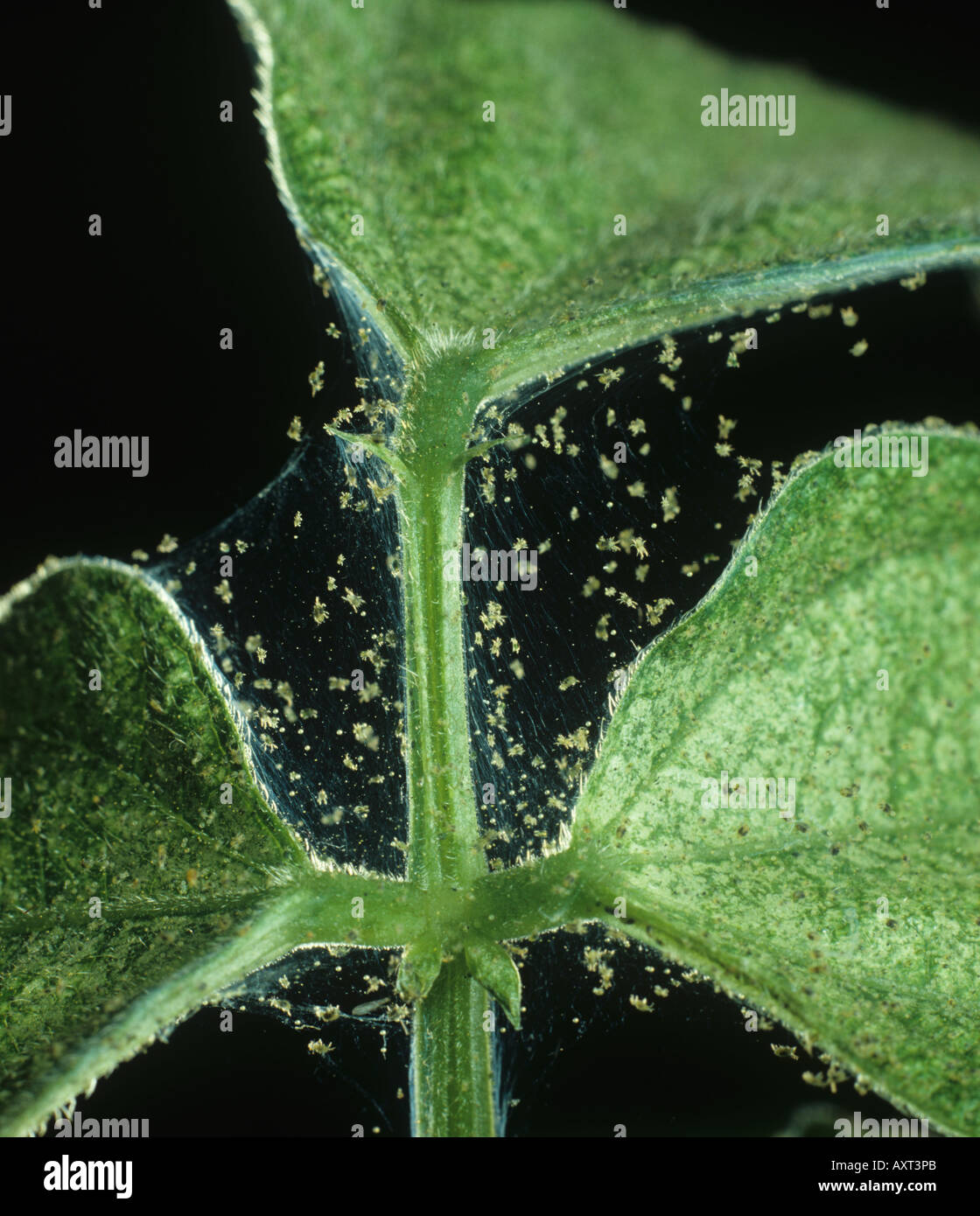 Two spotted spider mite Tetranychus urticae webbing damage to leaves of Phaseolus bean Stock Photo