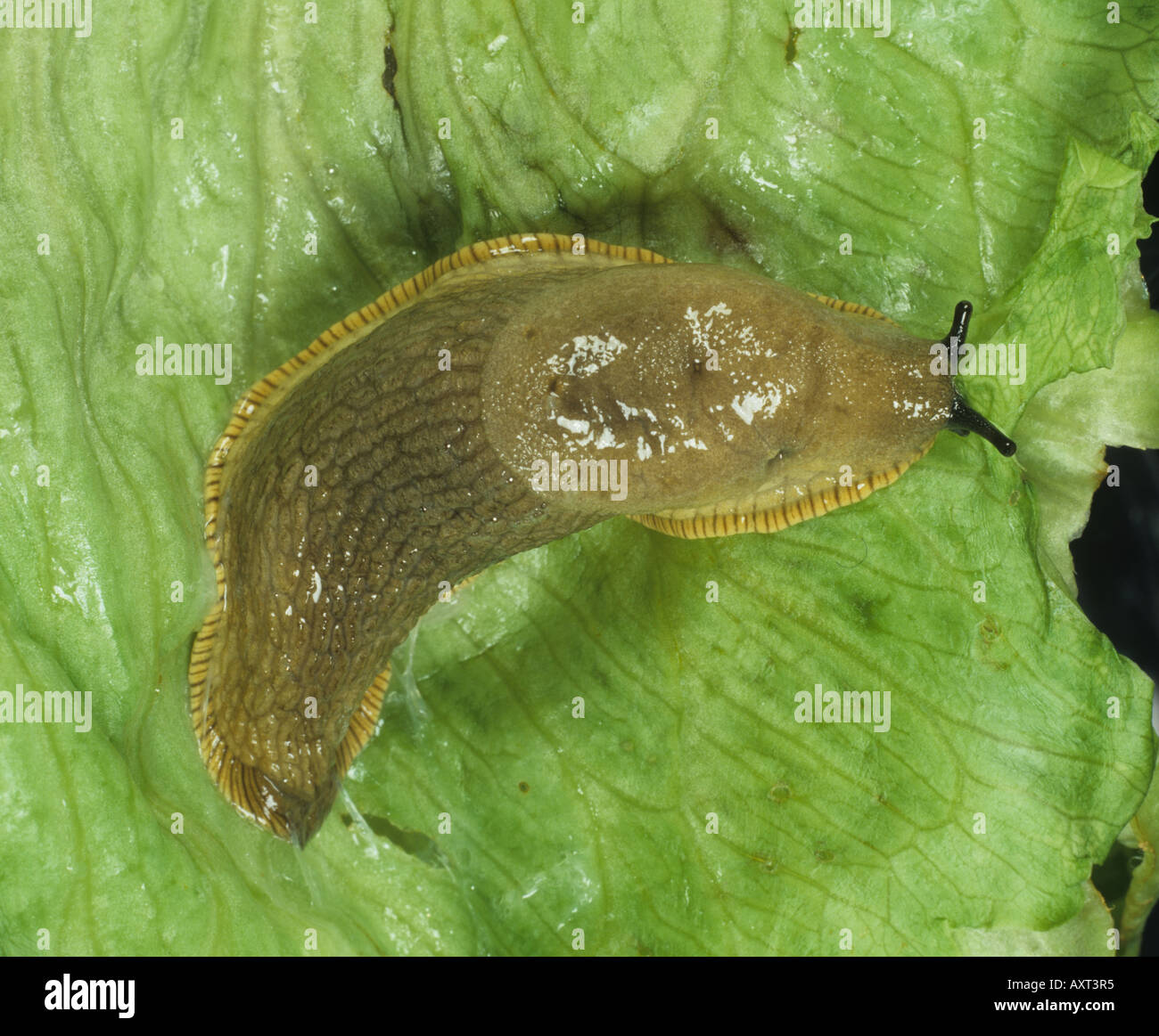 Large black slug Arion ater on a lettuce leaf Stock Photo