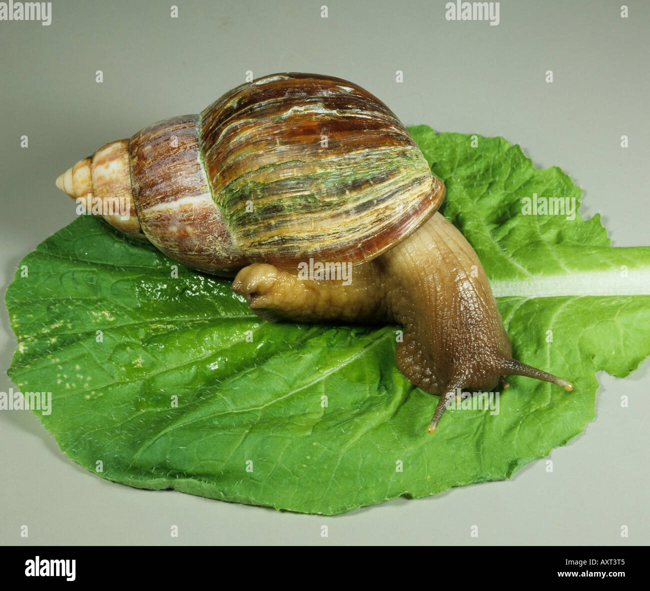 African giant snail (Lissachatina fulica) adult on a leaf Stock Photo