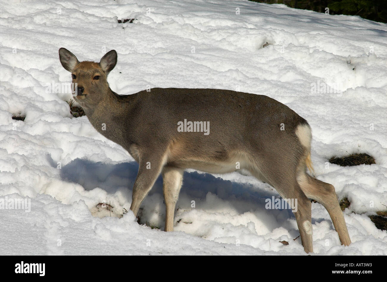 Sika deer Cervus nippon standing in snow Shiretoko National Park Hokkaido Island Japan Stock Photo