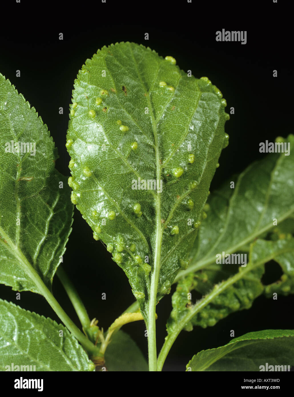 Leaf gall mite Eriophyes similis galls on cherry leaves Stock Photo