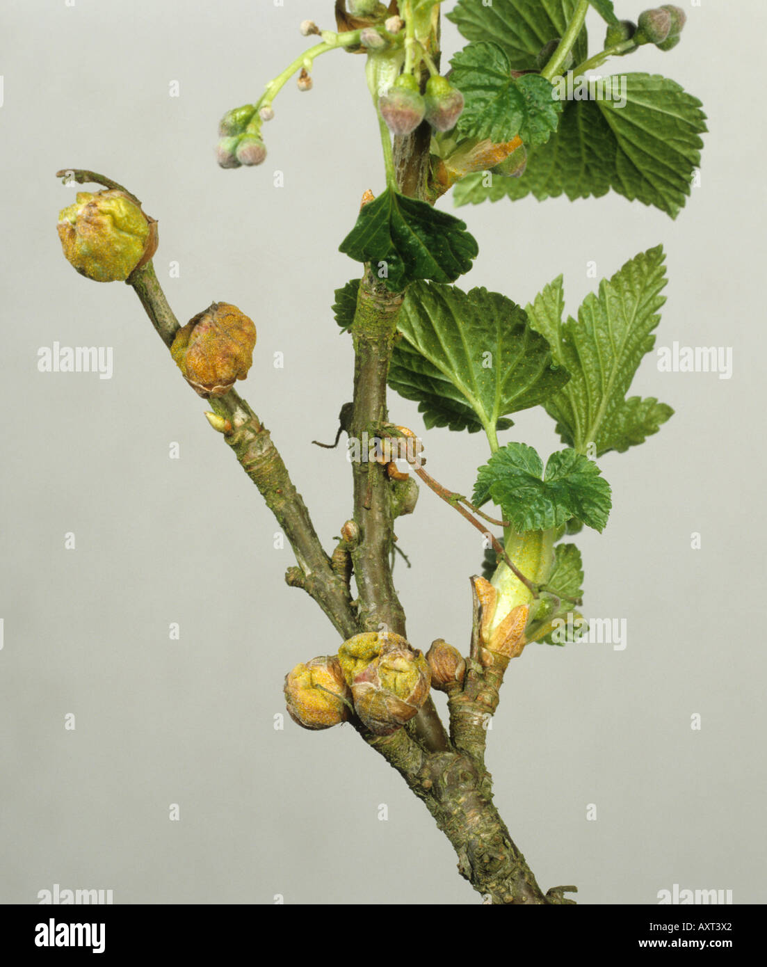 Blackcurrant gall mite Cecidophyopsis ribis big bud damage to young blackcurrant leaves Stock Photo