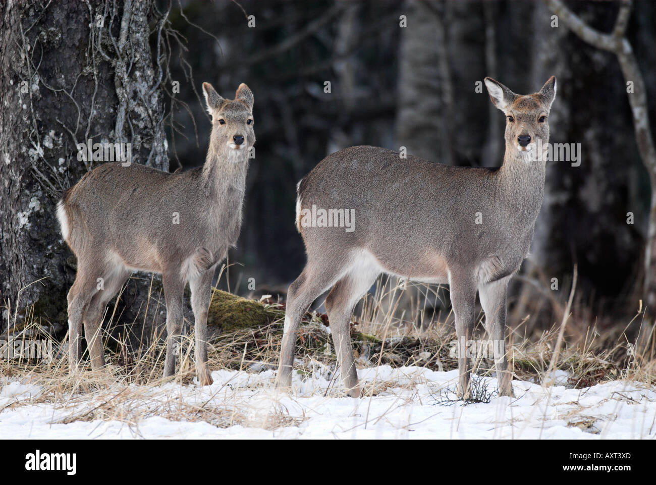 Sika deer Cervus nippon alert at edge of woodland Nemuro Region Hokkaido Island Japan Stock Photo