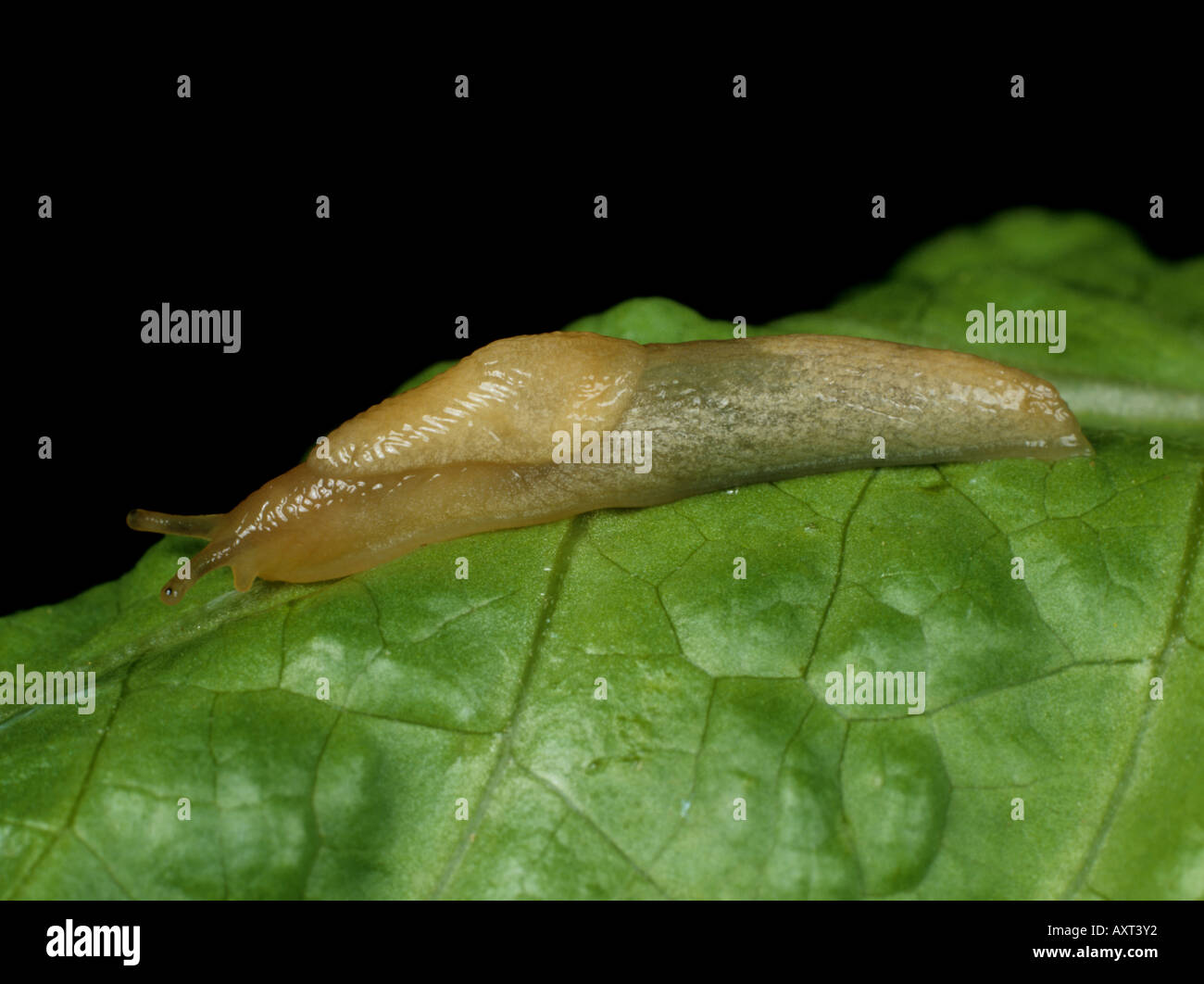 Grey field slug parasitised by a nematode Phasmarhabditis hermaphrodita Stock Photo