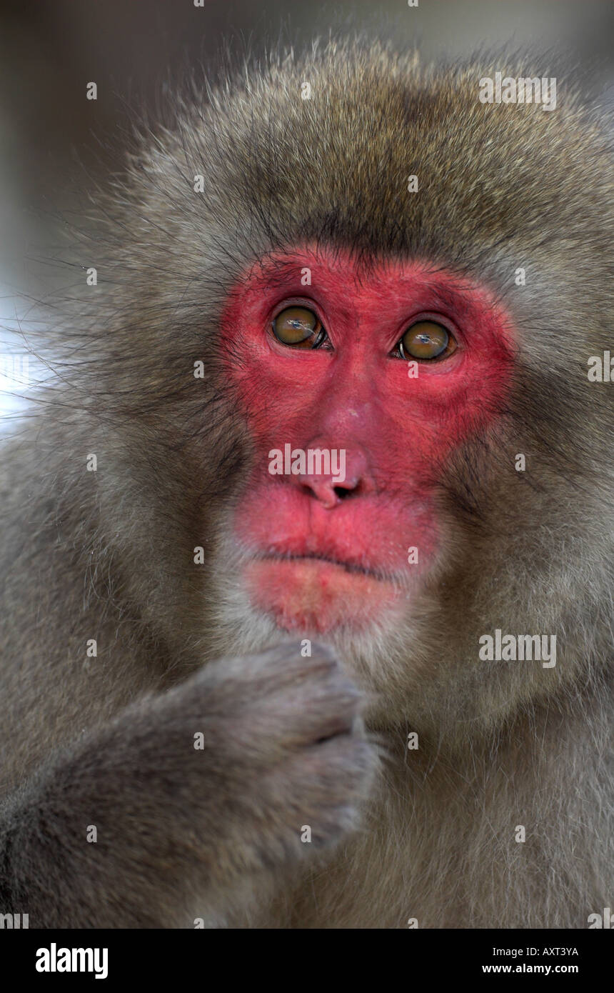 Japanese Macaque Macaca fuscata portrait of adult Jigokudani National ...