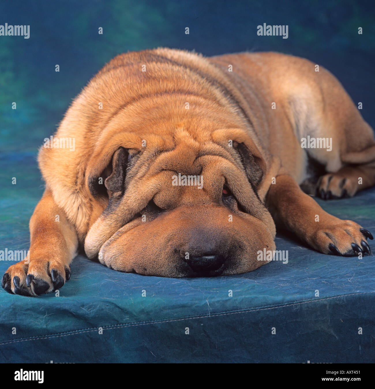 The Shar Pei dog portrait Stock Photo