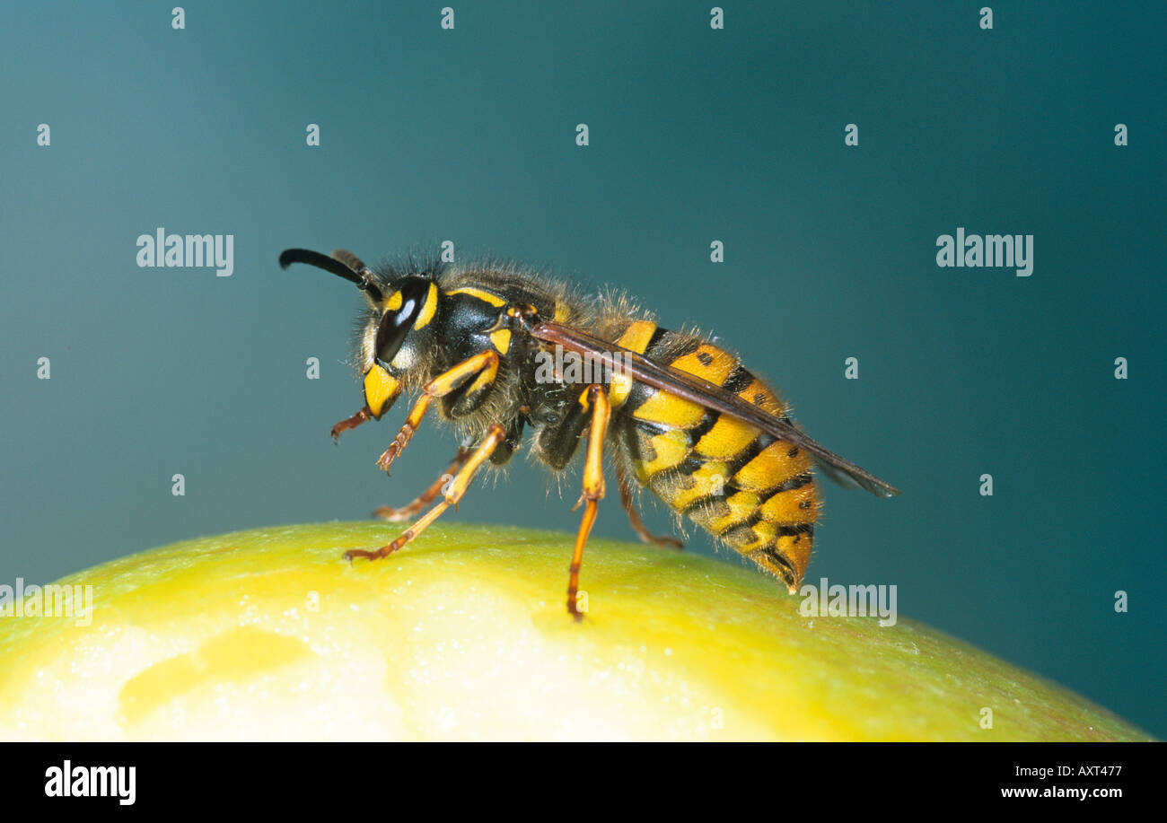 Common Wasp Feeding on Fallen Apple Stock Photo