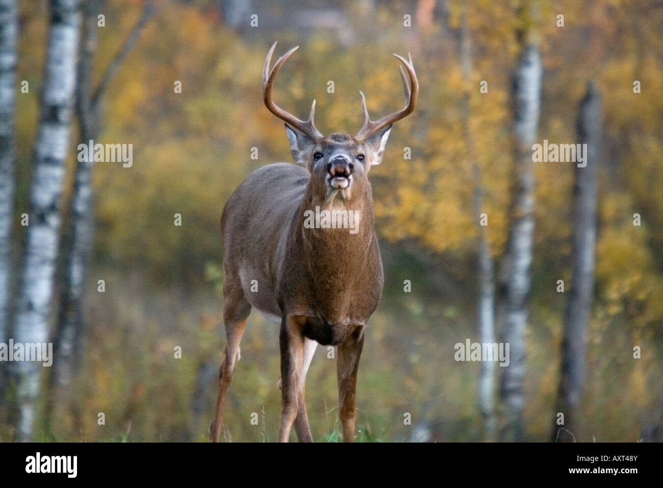 Whitetailed buck (Odocoileus virginianus) performing flehmen Stock