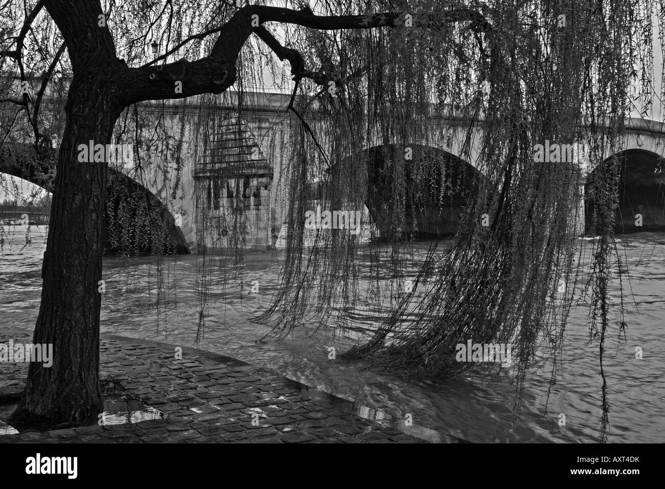 Weeping willow on the left bank of the Seine River in Paris, France, Europe Stock Photo