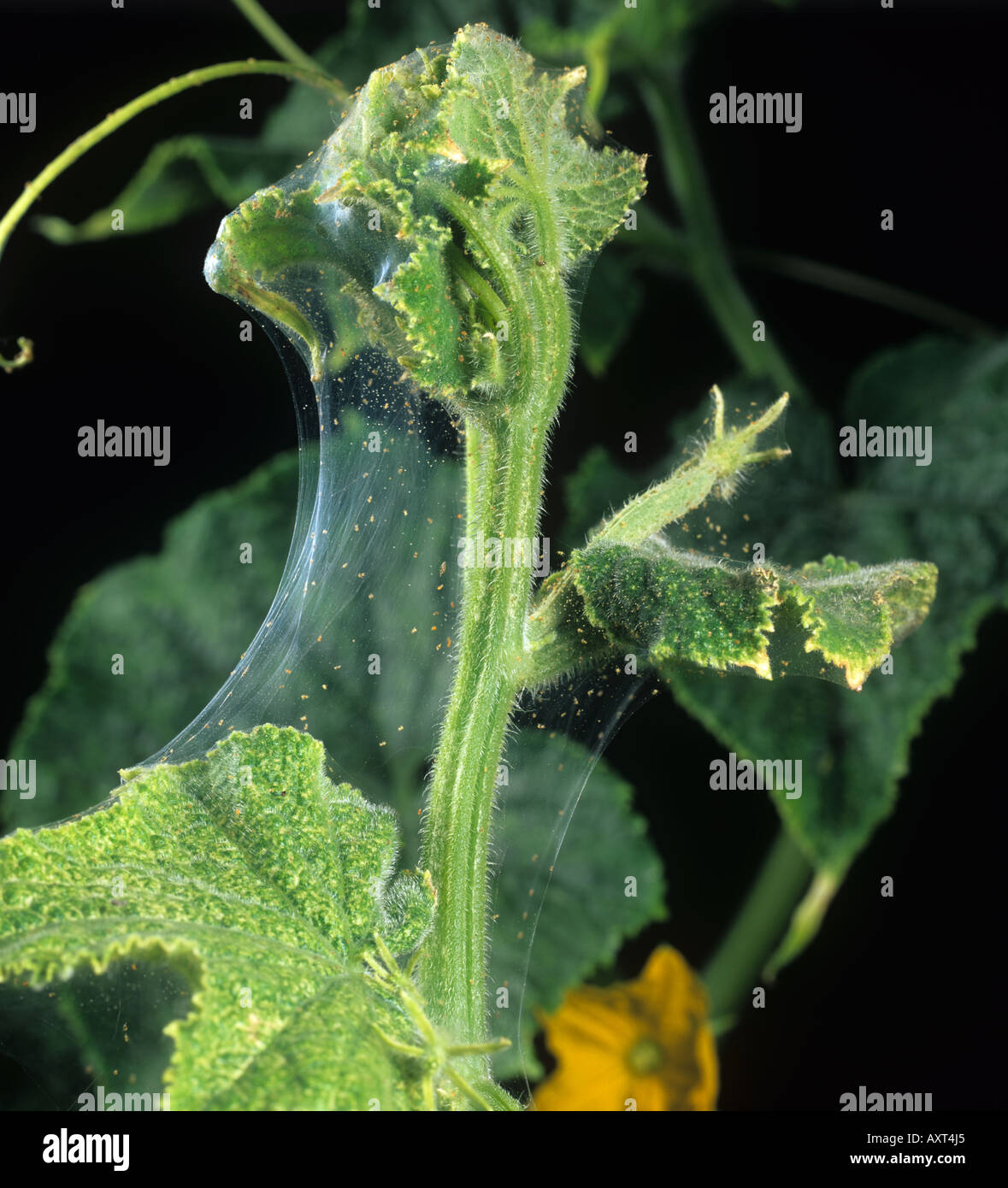 Stringing feeding damage of two spotted spider mites Tetranychus urticae on cucumber leaves Stock Photo