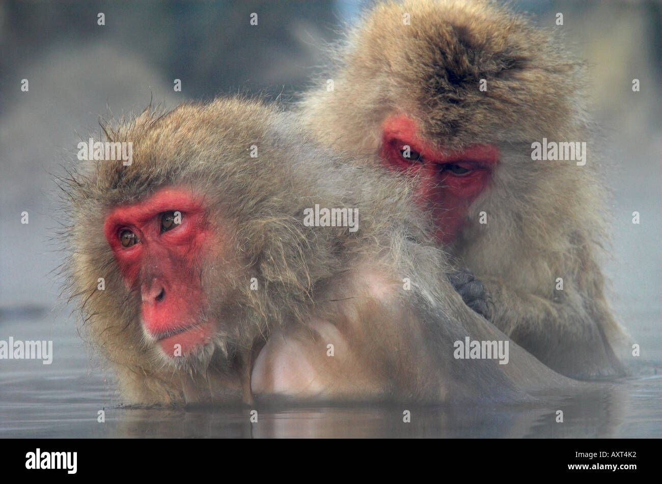 Japanese Macaque Macaca fuscata pair in hot spring water grooming ...