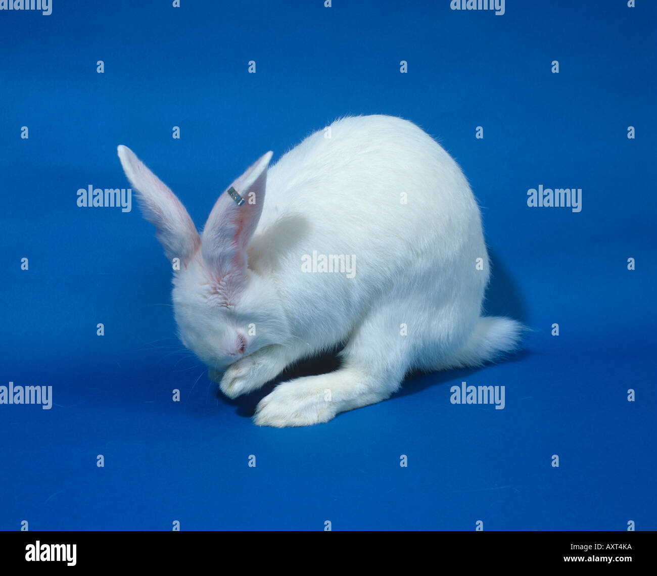A white laboratory rabbit a New Zealand white cleaning itself Stock