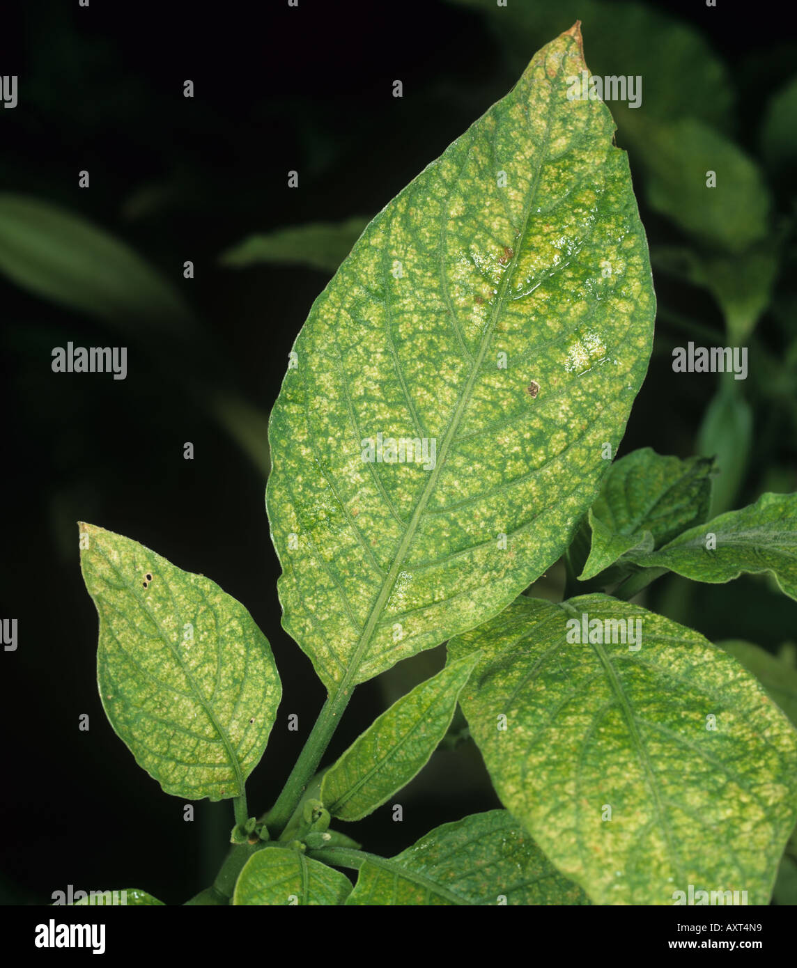 Two spotted spider mite Tetranychus urticae damage to Brugmansia leaves Stock Photo