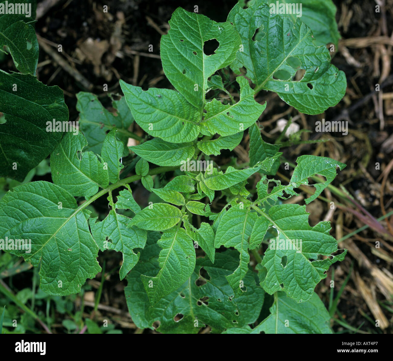 Slug and snail damage to potato leaves Stock Photo 9663334 Alamy