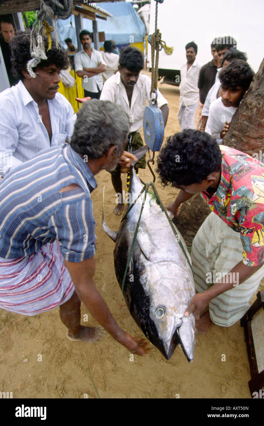 Asia asian sri lankan tuna hires stock photography and images Alamy