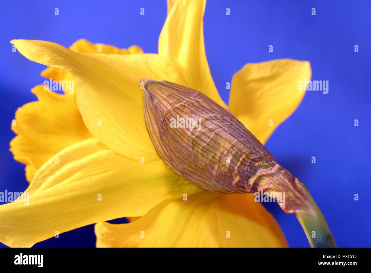 Daffodil 14 Stock Photo