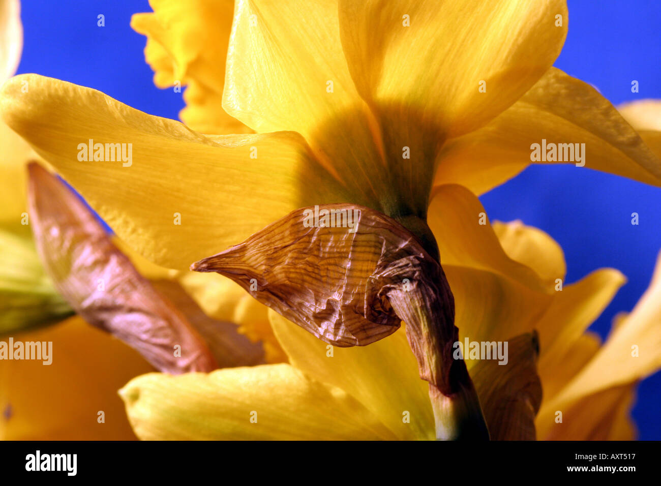 Daffodil 15 Stock Photo