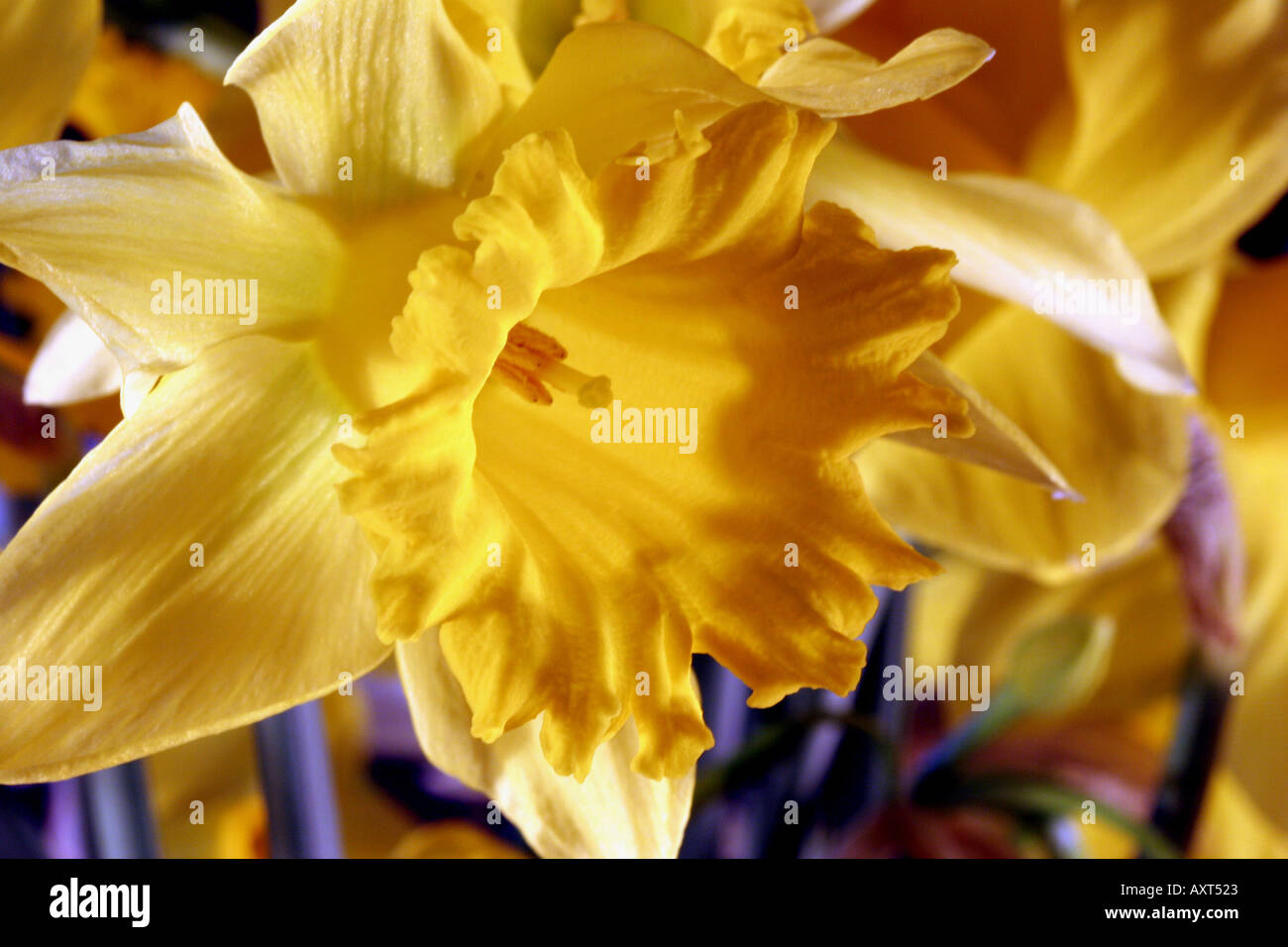 Daffodil 18 Stock Photo