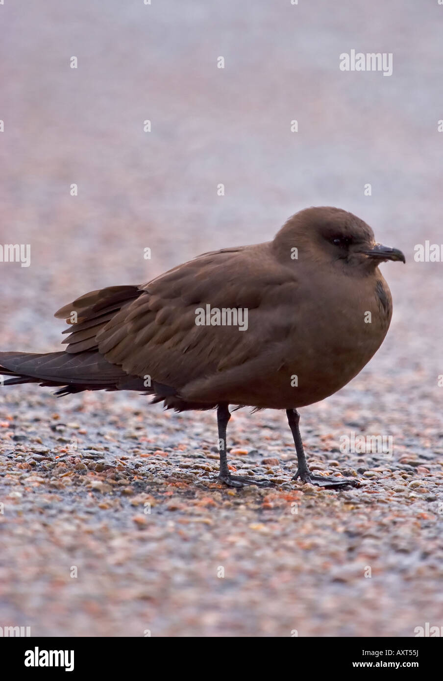 arctic skua, brown phase, stercorarius parasiticus stock